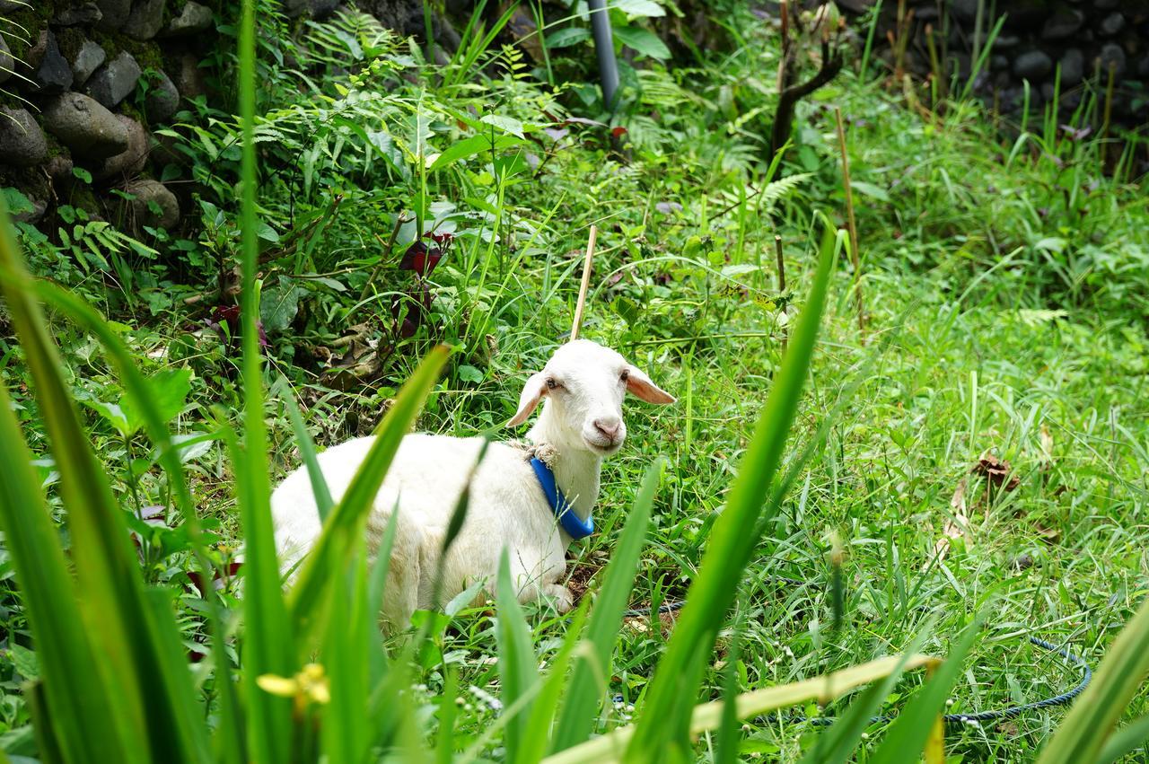 Rinjani Mountain Garden Resort